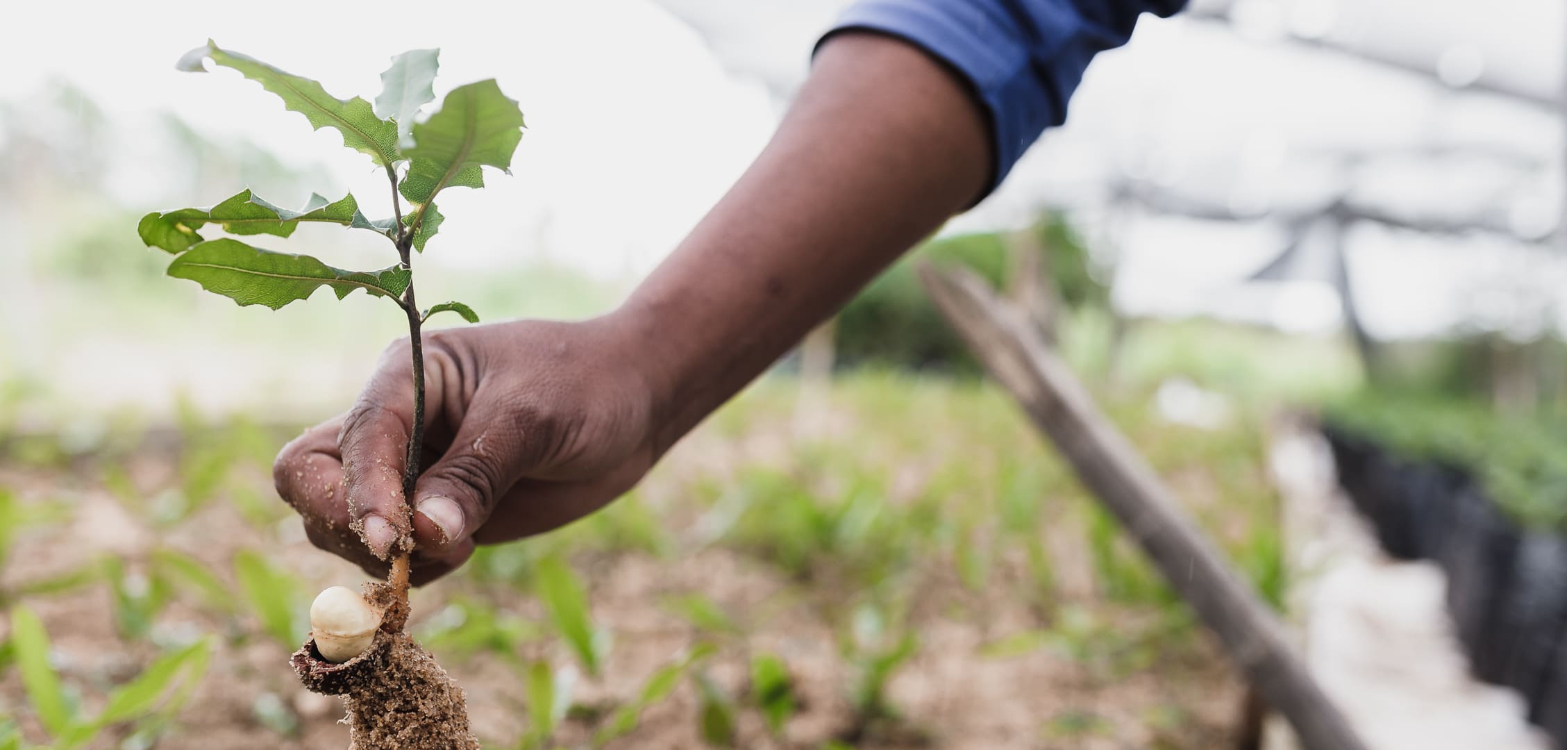 Celebrating a Greener Future: Xnito's Tree Planting Initiative Hits a Milestone